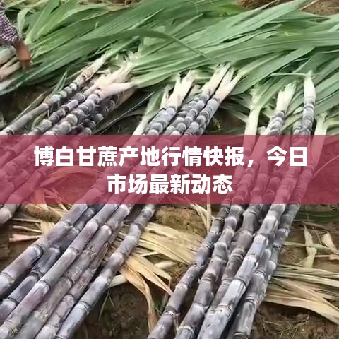 博白甘蔗產地行情快報，今日市場最新動態