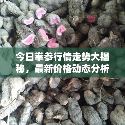 今日拳參行情走勢大揭秘，最新價格動態分析！