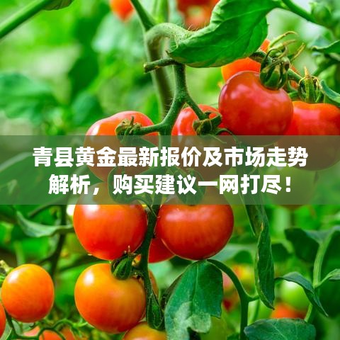 青縣黃金最新報價及市場走勢解析，購買建議一網打盡！