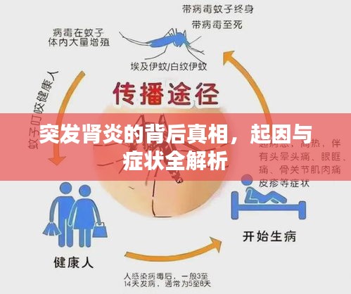 突發(fā)腎炎的背后真相，起因與癥狀全解析