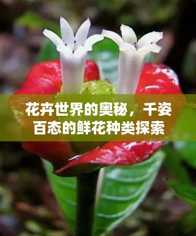 花卉世界的奧秘，千姿百態(tài)的鮮花種類探索