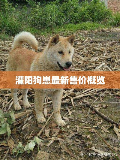 灌陽狗崽最新售價(jià)概覽