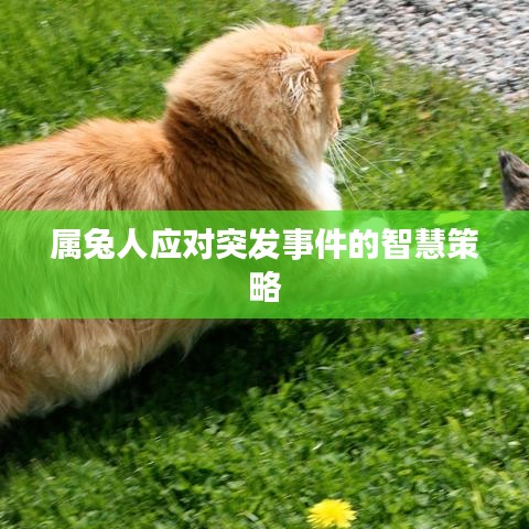 屬兔人應(yīng)對突發(fā)事件的智慧策略