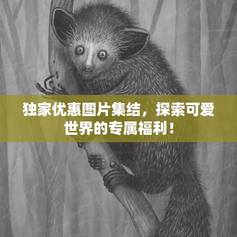 獨家優(yōu)惠圖片集結(jié)，探索可愛世界的專屬福利！