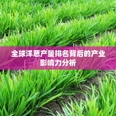全球洋蔥產量排名背后的產業影響力分析
