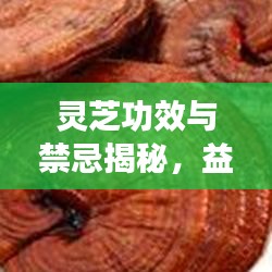 靈芝功效與禁忌揭秘，益處與注意事項(xiàng)深入了解