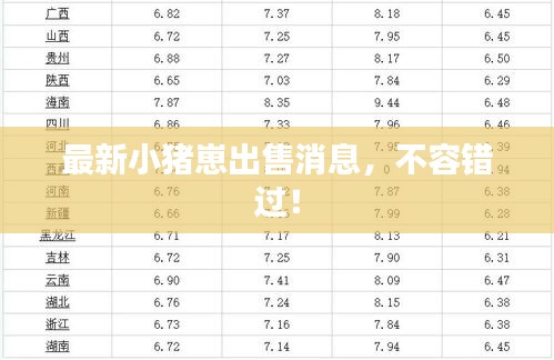 最新小豬崽出售消息，不容錯過！