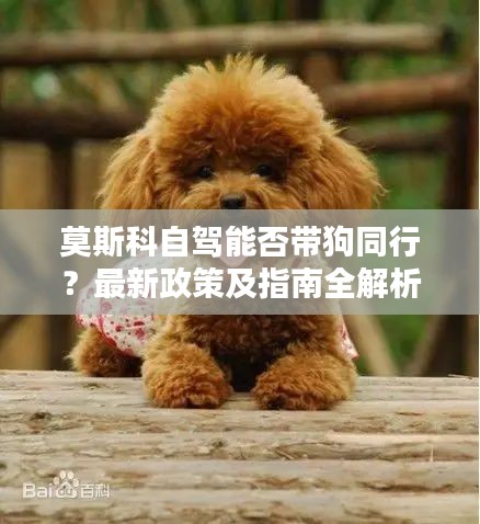 莫斯科自駕能否帶狗同行？最新政策及指南全解析