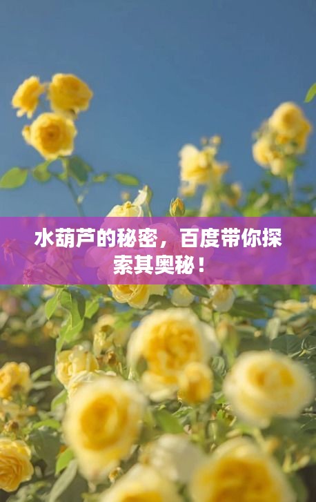 水葫蘆的秘密，百度帶你探索其奧秘！