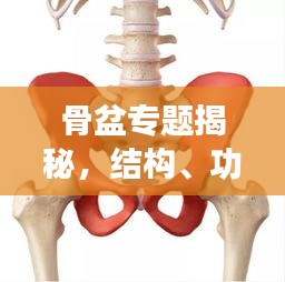 骨盆專題揭秘，結(jié)構(gòu)、功能與常見疾病的深度探討