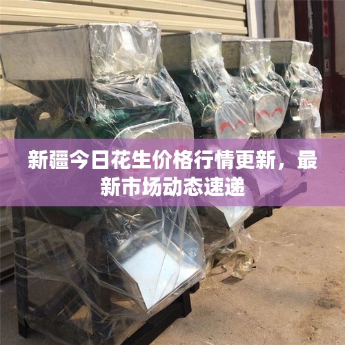 新疆今日花生價格行情更新，最新市場動態速遞