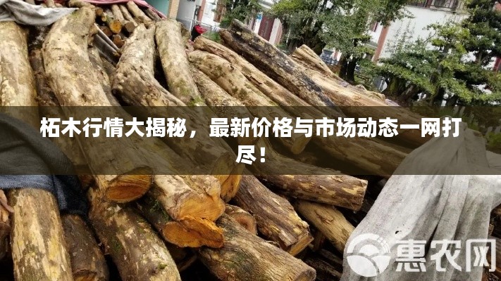柘木行情大揭秘，最新價格與市場動態一網打盡！