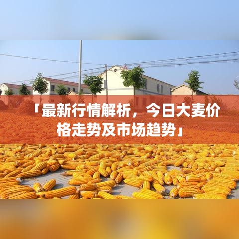「最新行情解析，今日大麥價格走勢及市場趨勢」