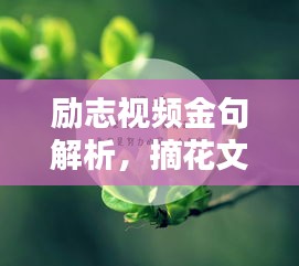 勵志視頻金句解析，摘花文案喚醒生命之光