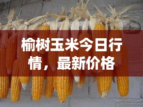 榆樹玉米今日行情，最新價(jià)格一覽