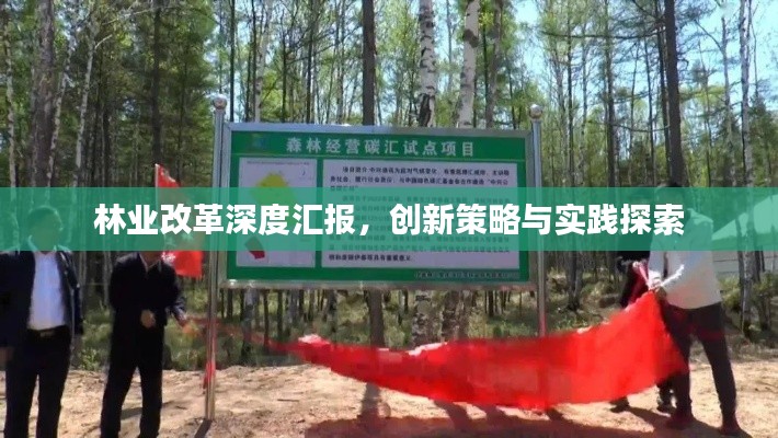 林業(yè)改革深度匯報(bào)，創(chuàng)新策略與實(shí)踐探索
