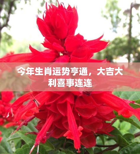 今年生肖運(yùn)勢(shì)亨通，大吉大利喜事連連