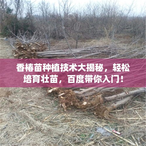 香椿苗種植技術(shù)大揭秘，輕松培育壯苗，百度帶你入門！