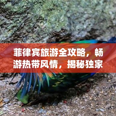 菲律賓旅游全攻略，暢游熱帶風(fēng)情，揭秘獨家旅行秘籍！