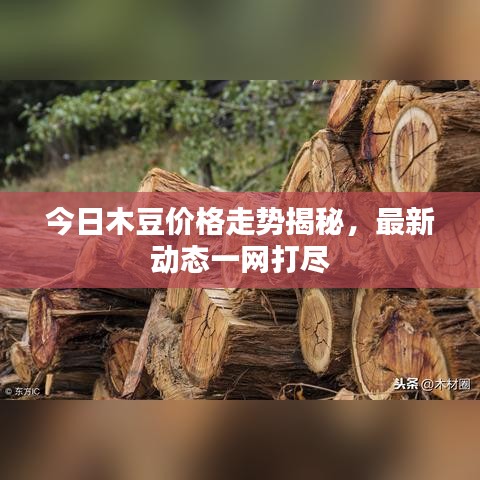 今日木豆價格走勢揭秘，最新動態一網打盡