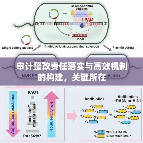 審計(jì)整改責(zé)任落實(shí)與高效機(jī)制的構(gòu)建，關(guān)鍵所在