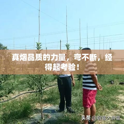 真煙品質(zhì)的力量，彎不斷，經(jīng)得起考驗(yàn)！