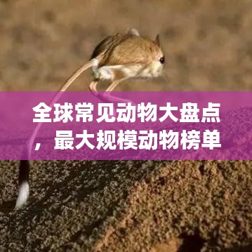 全球常見動物大盤點，最大規模動物榜單來襲！