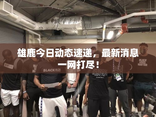 雄鹿今日動態(tài)速遞，最新消息一網(wǎng)打盡！