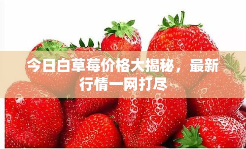今日白草莓價格大揭秘，最新行情一網打盡