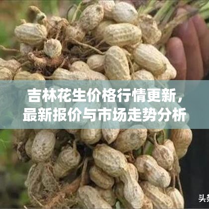吉林花生價格行情更新，最新報價與市場走勢分析
