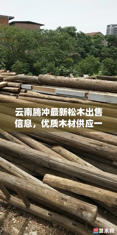 云南騰沖最新松木出售信息，優(yōu)質(zhì)木材供應(yīng)一覽