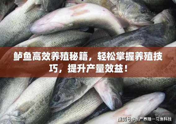 鱸魚高效養殖秘籍，輕松掌握養殖技巧，提升產量效益！