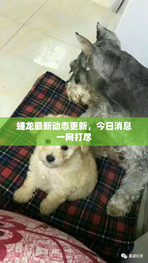 蟠龍最新動態更新，今日消息一網打盡