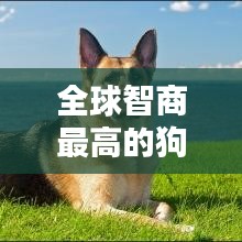 全球智商最高的狗狗排行榜TOP10！