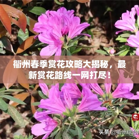衢州春季賞花攻略大揭秘，最新賞花路線一網打盡！