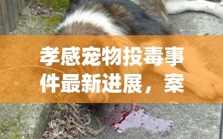 孝感寵物投毒事件最新進(jìn)展，案情揭秘與動(dòng)態(tài)更新