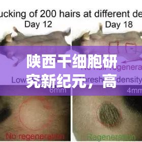陜西干細(xì)胞研究新紀(jì)元，高效檢測(cè)引領(lǐng)干細(xì)胞應(yīng)用新時(shí)代