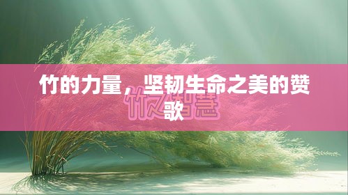 竹的力量，堅(jiān)韌生命之美的贊歌