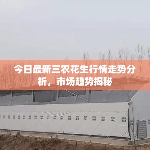 今日最新三農花生行情走勢分析，市場趨勢揭秘