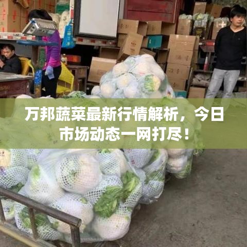 萬邦蔬菜最新行情解析，今日市場動態一網打盡！