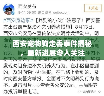 西安寵物狗走丟事件揭秘，最新進展令人關注