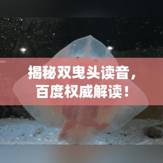 揭秘雙曳頭讀音，百度權威解讀！