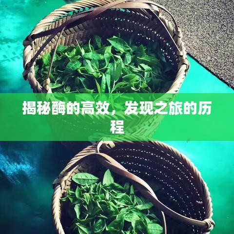 揭秘酶的高效，發現之旅的歷程
