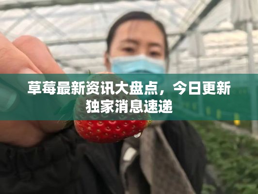 草莓最新資訊大盤點，今日更新獨家消息速遞